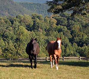 Horse Farms in Virgnia for Sale
