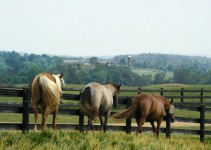 Charlottesville Horse Farms for Sale