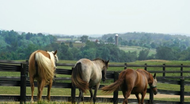 Charlottesville Horse Farms for Sale