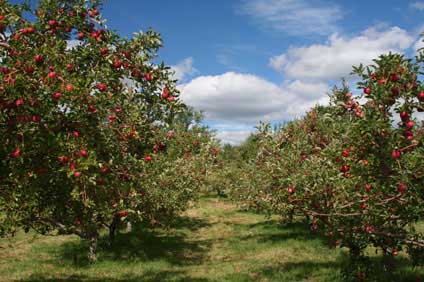 Virginia Apple Orchard