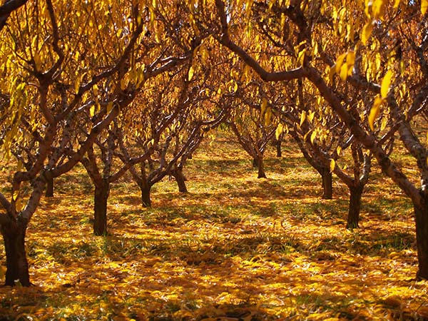 Virginia Peach Orchard in Autumn