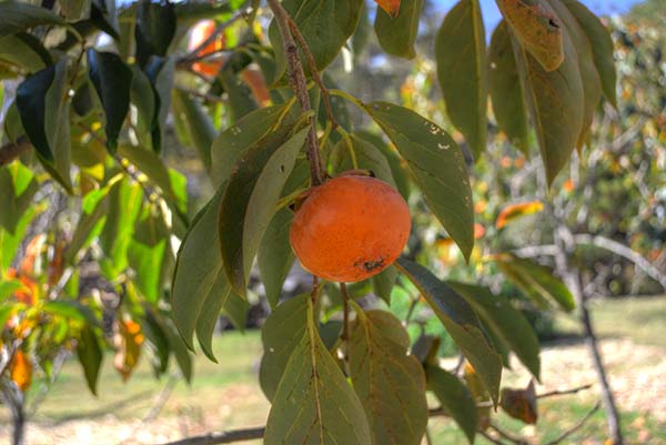 Virginia Fruit Orchard