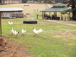 Chickens in Virginia
